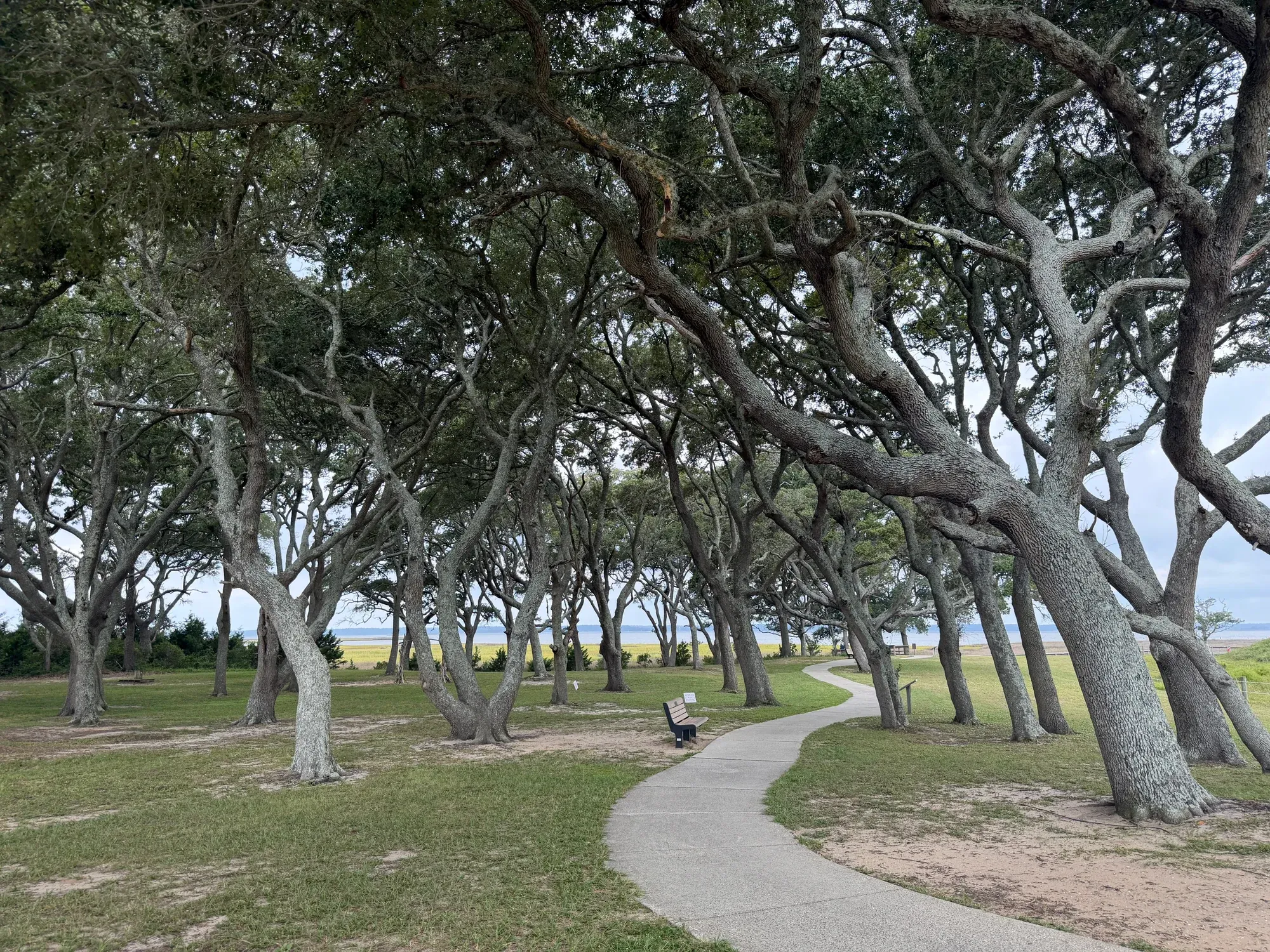 A paved path curving beneath live oaks on the Fort Fisher historic-site grounds.