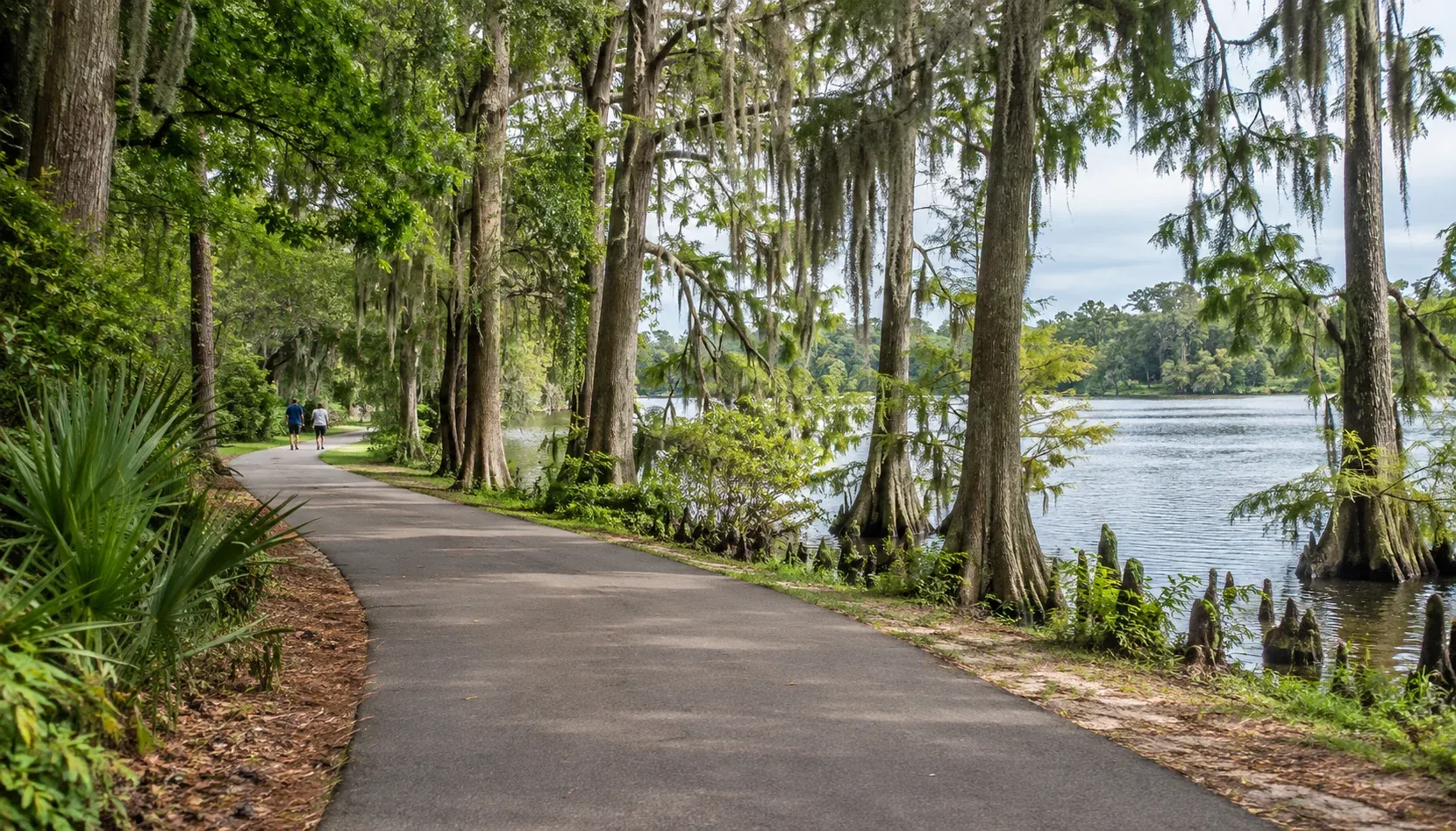 Illustration of the paved walking path beside a cypress-lined lake