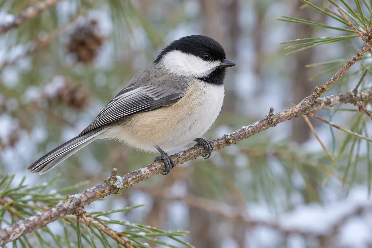 Generated illustration of a Carolina chickadee perched on a twig, showing a black cap and bib, white cheeks and gray wings.