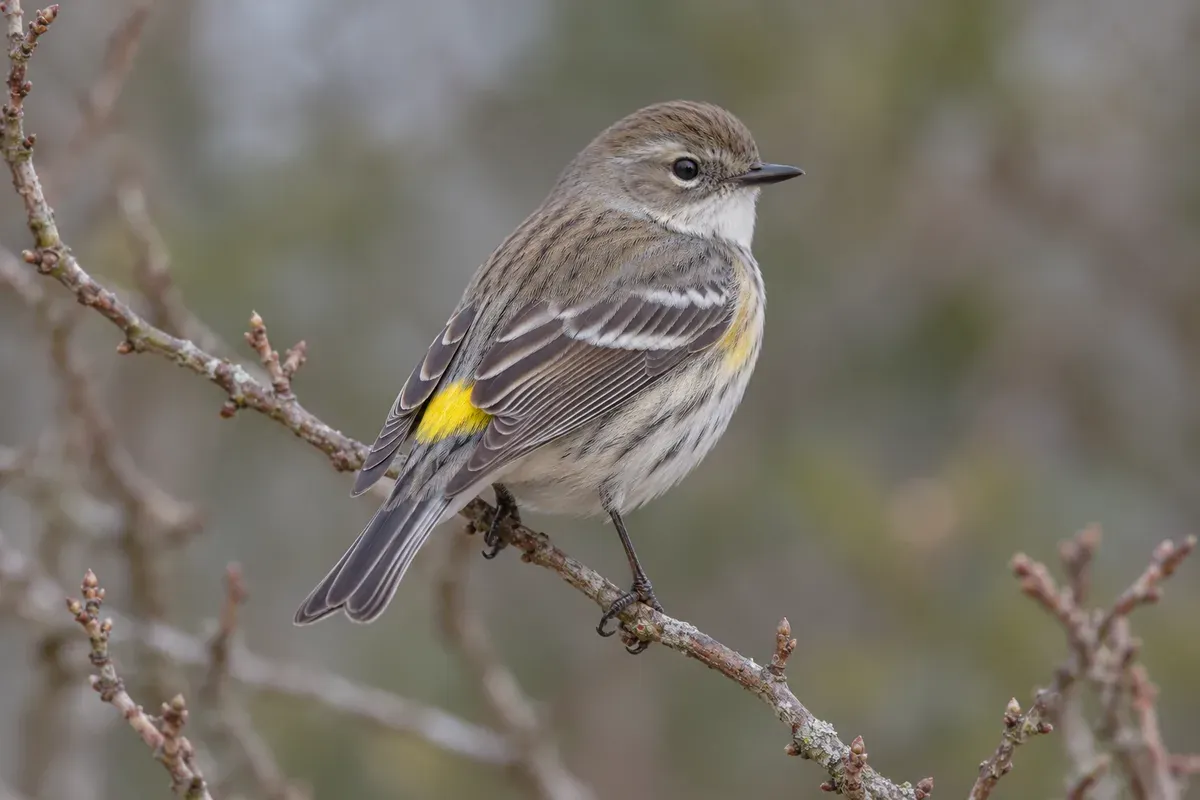 Generated illustration of an eastern yellow-rumped warbler in subdued winter plumage, perched on a twig with a white throat and yellow rump.